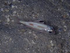 Neoniphon sammara