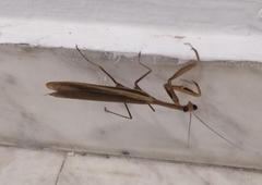 Mantis religiosa