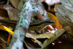 Eutropis rudis