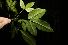 Melicope broadbentiana