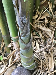 Phyllostachys aurea