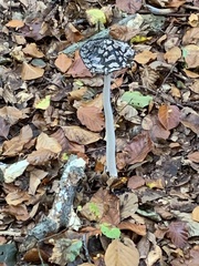 Coprinopsis picacea