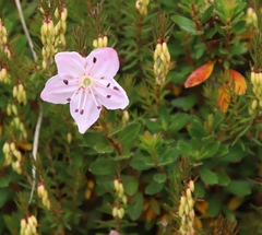Rhodothamnus chamaecistus