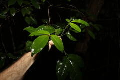 Melicope broadbentiana