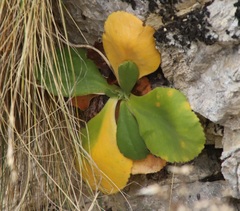 Primula auricula