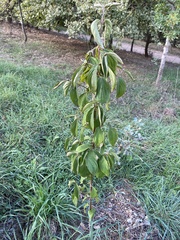 Cornus mas
