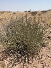 Euphorbia damarana
