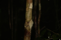 Melicope broadbentiana