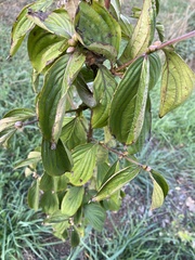 Cornus mas