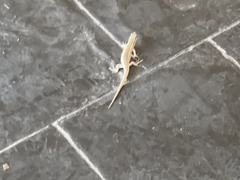 Trachylepis