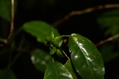 Melicope broadbentiana