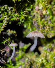 Hemimycena lactea