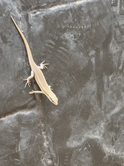 Trachylepis