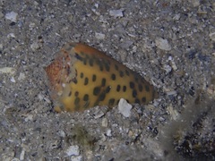 Conus pulicarius