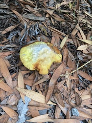 Buchwaldoboletus sphaerocephalus