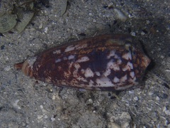 Conus striatus