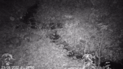 Nyctereutes procyonoides