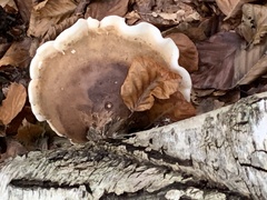 Heterobasidion annosum