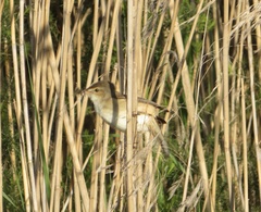 Acrocephalus australis