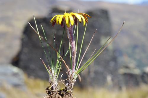 Rockhausenia villosa · iNaturalist