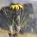 Rockhausenia villosa - Photo (c) danplant, alguns direitos reservados (CC BY-NC), uploaded by danplant