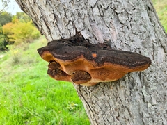Inonotus