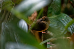 Pellorneum malaccense