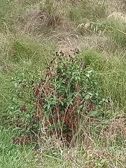 Sanguisorba officinalis