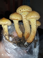 Pholiota