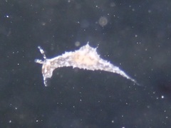 Stylocheilus striatus