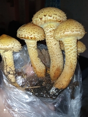 Pholiota