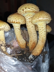Pholiota