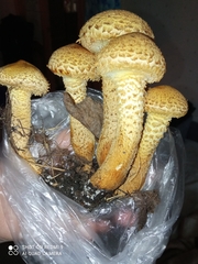 Pholiota