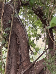 Python natalensis