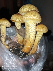 Pholiota