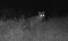 Vulpes vulpes crucigera