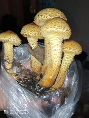 Pholiota