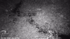 Nyctereutes procyonoides