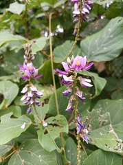 Pueraria montana
