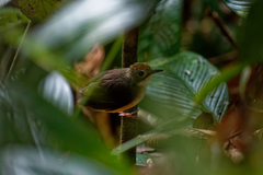 Pellorneum malaccense