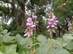 Pueraria montana