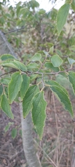 Celtis australis