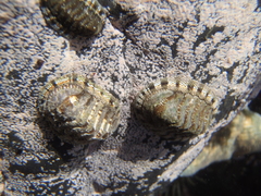 Sypharochiton sinclairi