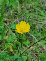 Ranunculus lappaceus