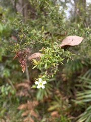Leptospermum polygalifolium
