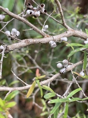 Leptospermum polygalifolium