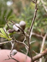 Leptospermum polygalifolium