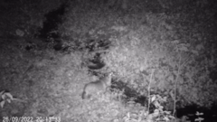 Nyctereutes procyonoides