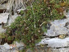 Globularia cordifolia
