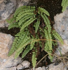 Asplenium viride